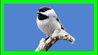 Carolina Chickadee Song Carolina Chickadee Call Carbonero De Carolina Canto Poecile Carolinensis [upl. by Nyliac116]