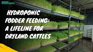 Hydroponic Fodder Feeding A Lifeline for Dryland Cattles  Ashwin Sawant sustainablefarming [upl. by Gillian790]