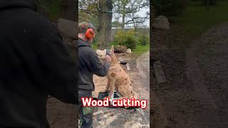 Amazing Wood Cutting wood dog हिंदीfacts funny [upl. by Eaves577]