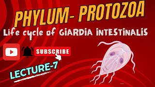 Life Cycle of Giardia  Giardiasis  Lambliasis  Notes pdf in description [upl. by Artaed]