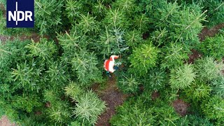 Oh Tannenbaum Das Geschäft mit Weihnachten  NDR Doku  45 Min [upl. by Yaresed]