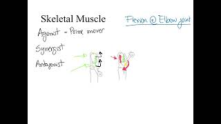 Dr Benaduce Agonist antagonist and synergist muscles Muscular System lecture [upl. by Jody]