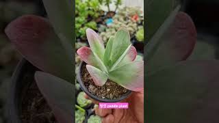 칼랑코에 당인 kalanchoe thyrsiflora 쿠팡모두판다육 칼랑코에 kalanchoe 베란다다육 gardening [upl. by Eilarol803]