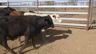 109 CASTLE HILL CROSSBRED WEANER STEERS HGP FREE  AV 2690KG CURFEWED [upl. by Fougere220]