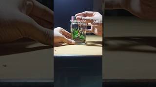 Terrarium in a spice jar ecoden subscribe terrarium [upl. by Tarttan]