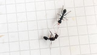 Odontomachus ruginodis Ecuador vs Myrmecia urens Australia 29062024 [upl. by Wyly]