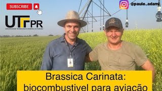 Brassica carinata [upl. by Leitao]