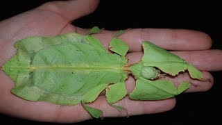 Basic care guide Phyllium giganteum [upl. by Gerti]