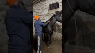 shortsfeed horse stallion punjabimusic horselover stalliongroup punjabisong horseriding [upl. by Aerdnaz]