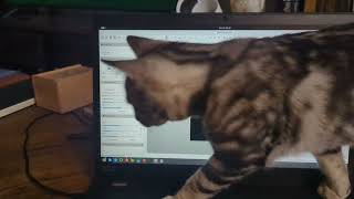 Cat kills ciliate by tapping on monitor [upl. by Eadie]