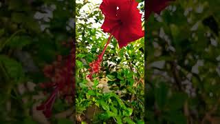 Hibiscus flower morning beauty nature [upl. by Oxley489]