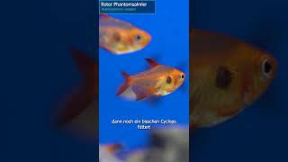 Roter Phantomsalmler  Hyphessobrycon sweglesi zoobox [upl. by Gavrilla3]