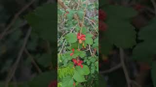 After 3 weeks of pruning mulberry trees now it is time to harvest [upl. by Noramac]