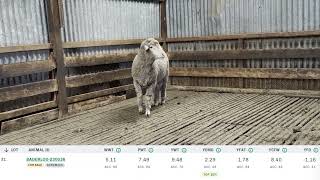 Baderloo 2024 Ram Sale Lot 31 Tag 230036 [upl. by Cyna]