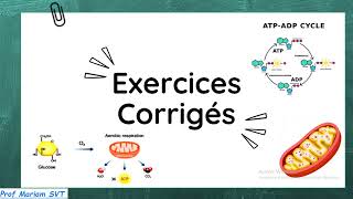 Exercices ATP amp MUSCLE Partie 7 🔥🔥 2bac SVT  2 bac PC [upl. by Ylac]