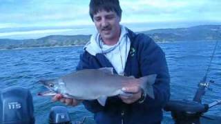 Kokanee Fishing Lake Berryessa 91309 [upl. by Alakam212]