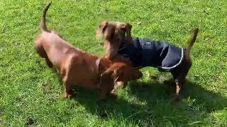 Hilarious Dachshund Dog Video 60 minutes Dachshund Dog aroundtheworld Weiner miniature puppies [upl. by Annala]