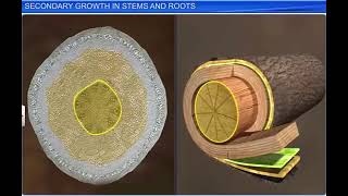 Anatomy of flowering plants  secondary growth video by Study with Biology [upl. by Tallu]