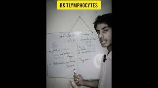 B and T lymphocytes in hindib and t lymphocytes immunologyshorts youtubeshorts lymphocytes [upl. by Atel]