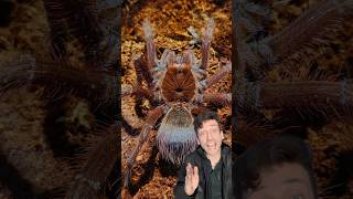 The Goliath Birdeater 👀 tarantula [upl. by Oiramej121]