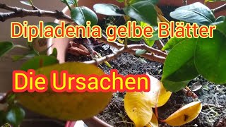 Dipladenia gelber Blätter im Winterquartier Ursache Dipladenia überwintern gelber Blätter Winter [upl. by Nivets321]