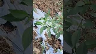 BACKYARD GARDEN shortsfeed shortsvideo shortvideo shorts short shortsviral [upl. by Mag]