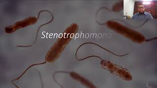 Stenotrophomonas maltophilia parte 1 [upl. by Fatimah624]