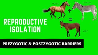 REPRODUCTIVE ISOLATION PREZYGOTIC amp POSTZYGOTIC BARRIERS SPECIATION [upl. by Namyh]