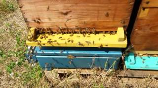 Carnica Caucasian and Carpathian bee colonies [upl. by Anaidiriv]