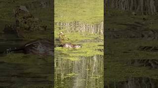 Muskrat eating while swimming [upl. by Lazar300]