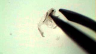 Drosophila Salivary Gland Dissection [upl. by Ryan885]