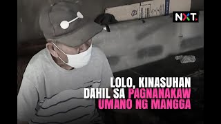 Lolo kinasuhan dahil sa pagnanakaw umano ng mangga  NXT [upl. by Onateag]