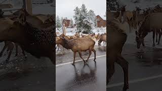 Elk Herd on a Snowy Morning in Estes Park Colorado [upl. by Felicle]