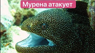 Мурена и рыба Фугу и другие обитатели Красного моря Matveivputi [upl. by Haram]