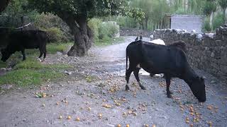 process of Collection of Apricots at mountain areasvillage lifestyle [upl. by Kcirddes]