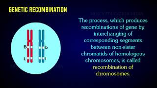 RECOMBINATION OF CHROMOSOME [upl. by Amees]