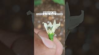 Lepidopteran Larva feeding on the Chilli flowers agriculture macrolens macro insects chilli [upl. by Ayatal]