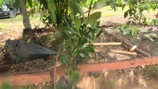 Transplanting Chokecherries in zone 13 under the outdoor greenhouse gardens [upl. by Cybil638]