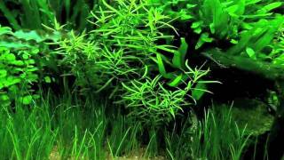 Ludwigia brevipes [upl. by Annayar]