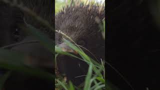 Phillip Island Wildlife Park Victoria Australia [upl. by Lav]