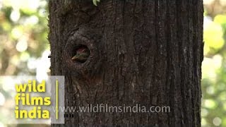 Scalybellied Woodpecker in its nesthole in Uttarakhand [upl. by Nirak252]