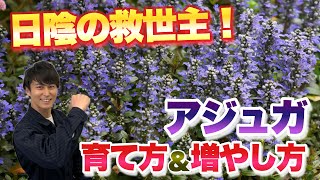 【日陰の救世主】花咲くグラウンドカバー！アジュガの育て方amp簡単な増やし方【株分け】【ガーデニング】【園芸】 [upl. by Hueston340]