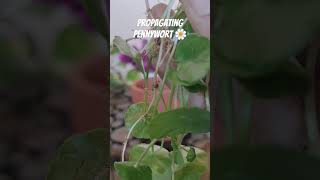 Pennywort propagation propagation teracotta garden myhappygarden propagations [upl. by Oderfla]