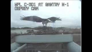 Osprey Cam is Back Online [upl. by Pillsbury68]