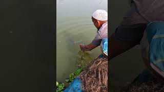 mazing Traditional Fishing Technique From River Fish bigfish netfishing Fishing village fishi [upl. by Neirrad]