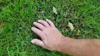 Reusing Laundry Water DIY Greywater to grow a grass lawn [upl. by Naasar552]