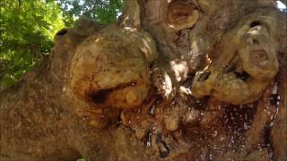 Music of the Plants  Platanus orientalis in the garden of Prepodobna Stoyna Bulgaria [upl. by Calista547]