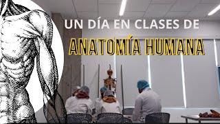 ANATOMÍA EN SEGUNDO CICLO UCSUR ATE [upl. by Darraj]