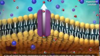 Membrane Transport in Cells Symport Antiport Cotransport Animation [upl. by Rohn653]