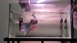 Flowerhorn fish Budget setup and care for a healthy fish [upl. by Nitsir]